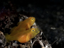 pregnant goby yawning taken at lembeh strait with Oly EM1... by Eng Guan Goh 